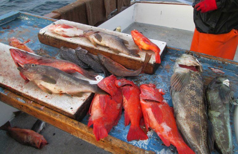 Catching Fish