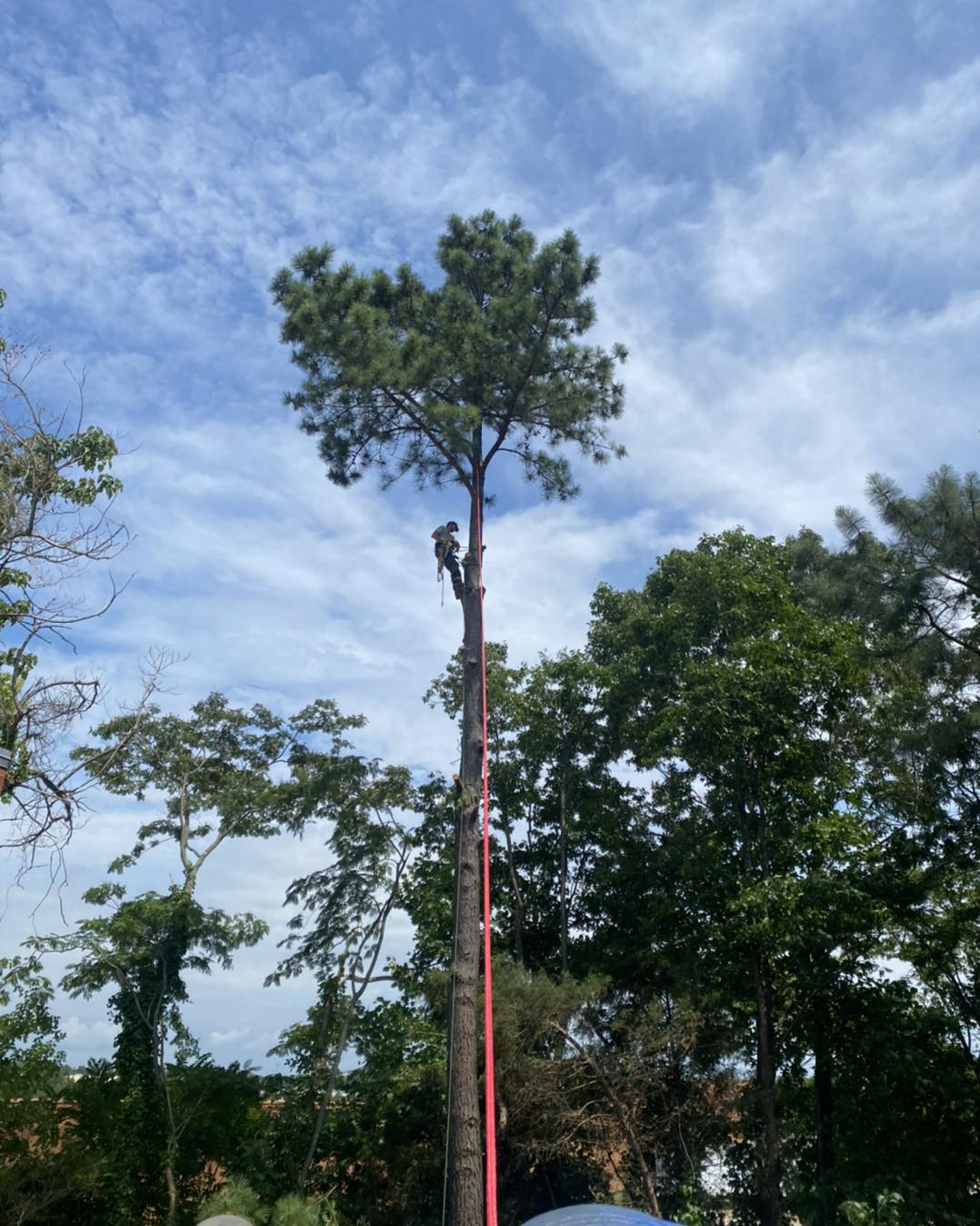 Tree maintenance