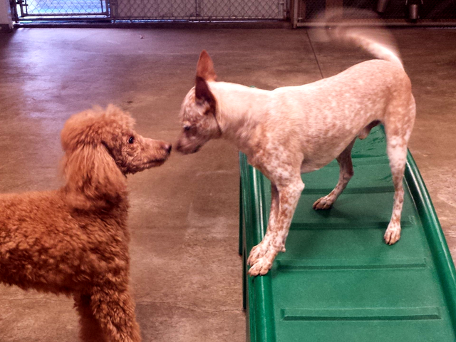 playtime doggie daycare & pet salon