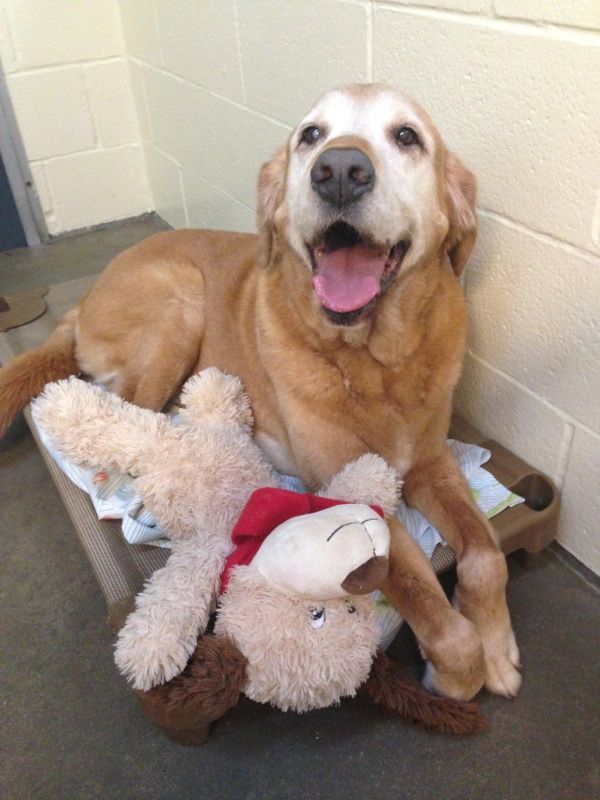 Golden retriever sitting in a kennel with a teddy bear, panting and looking at the camera.