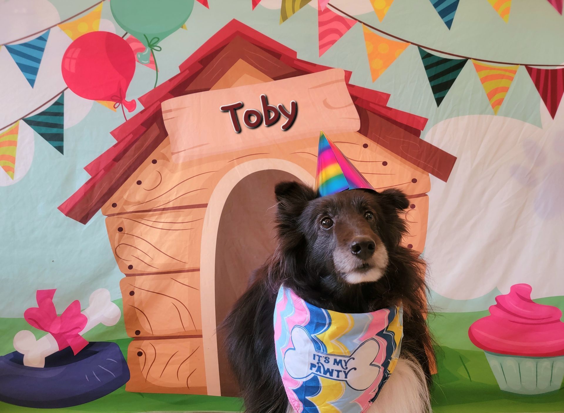 Dog named Toby wearing a rainbow party hat in front of a colorful birthday backdrop