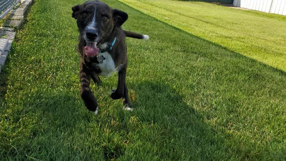Black dog running on a grassy lawn, tongue out, with a ball in its mouth