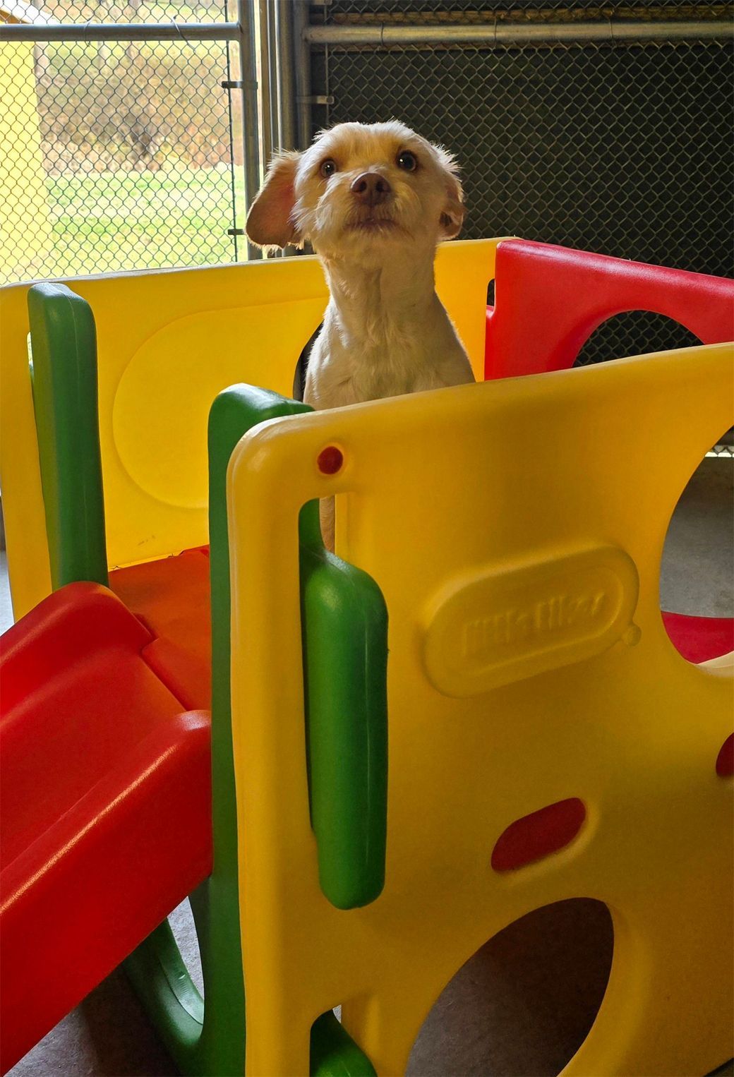 Small tan dog standing behind a colorful plastic play structure indoors