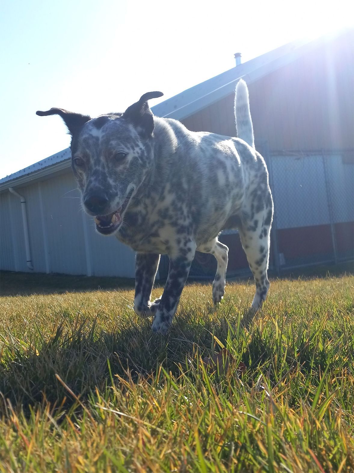Spotted dog standing on grass in front of a barn, backlit by bright sunlight