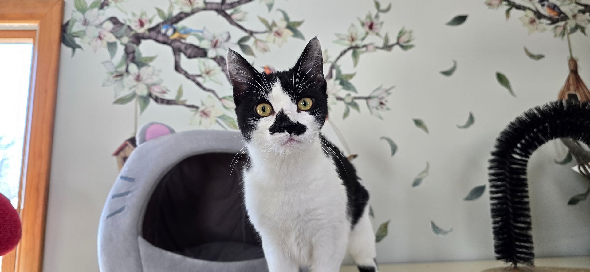 Black and white cat with a mustache marking stands in front of a wall with floral design.