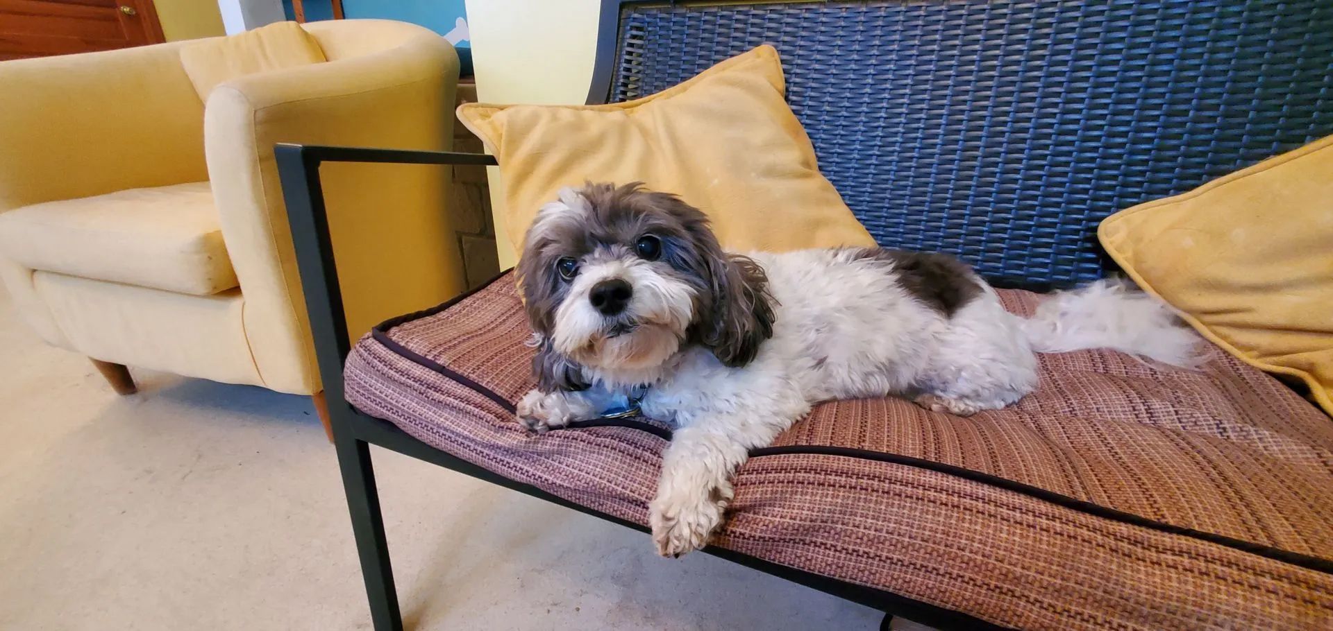 Small black-and-white dog lounging on a woven outdoor chair beside a yellow couch and pillows