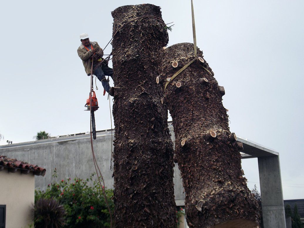 Cortez Tree Care Inc Tree Service North San Diego, CA