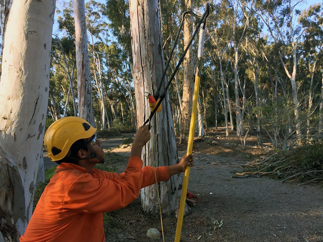 Cortez Tree Care Inc Tree Service North San Diego, CA