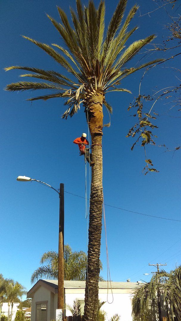 Cortez Tree Care Inc Tree Service North San Diego, CA