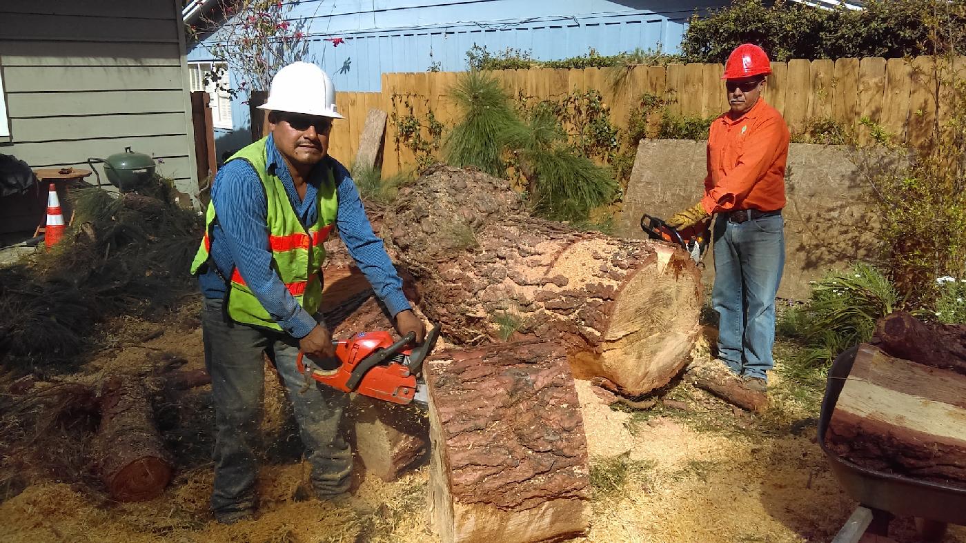 Tree Removal Tree Service San Diego Ca