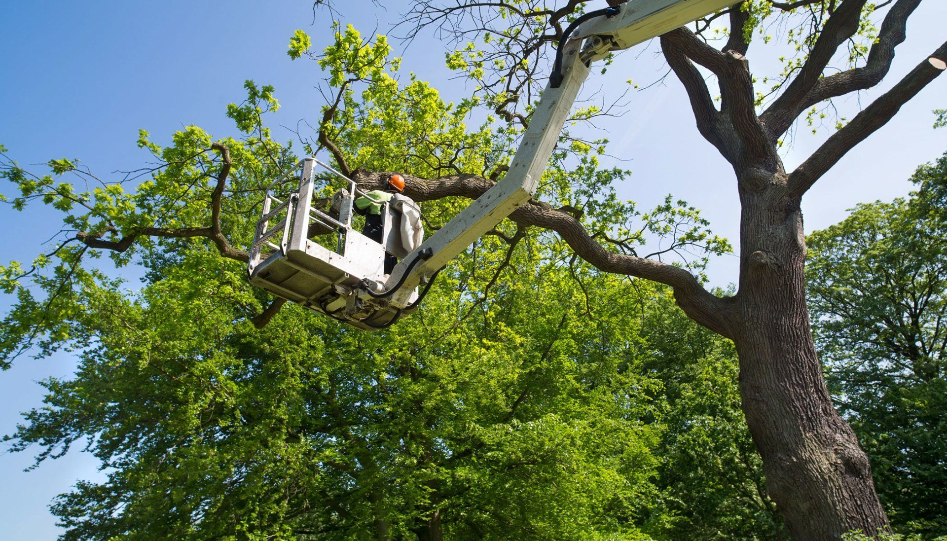 Cortez Tree Care Inc Tree Service North San Diego, CA