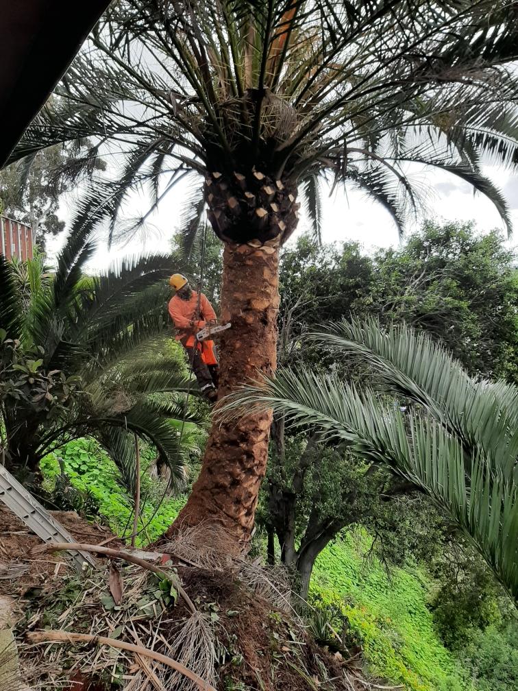 Palm tree maintenance  in San Diego
