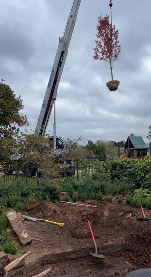 A tree is being lifted by a crane in a garden.