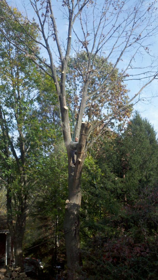Hunt's Tree Service