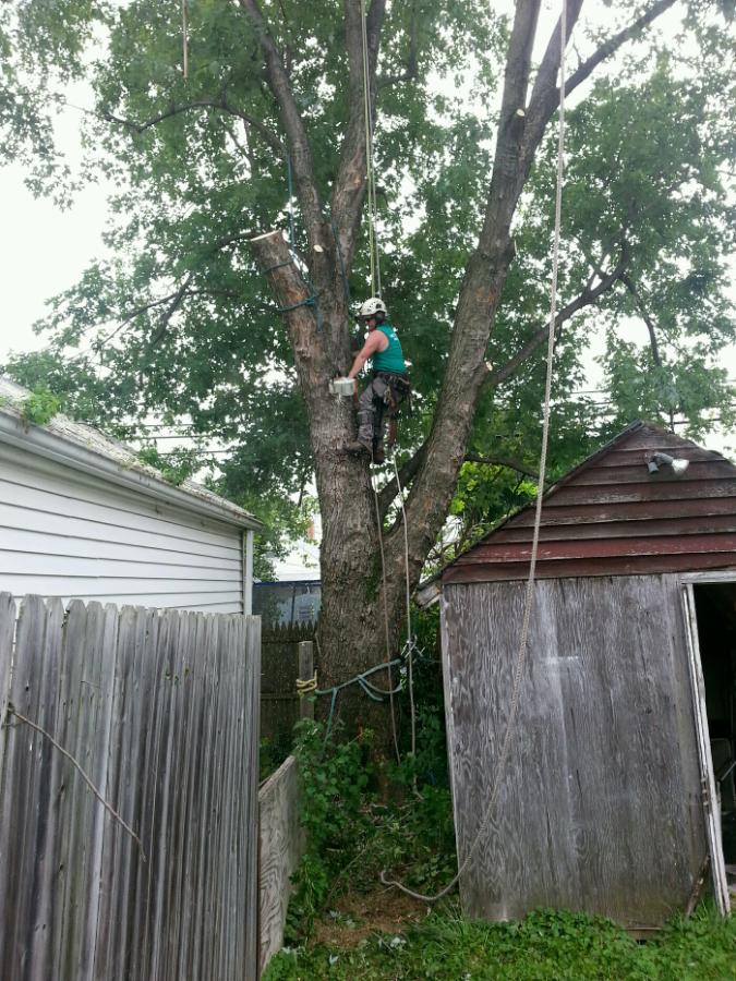 Hunt's Tree Service