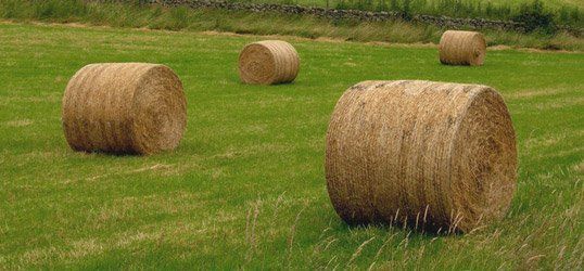 Bales of hay