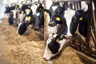 Learn More About Feed Cows