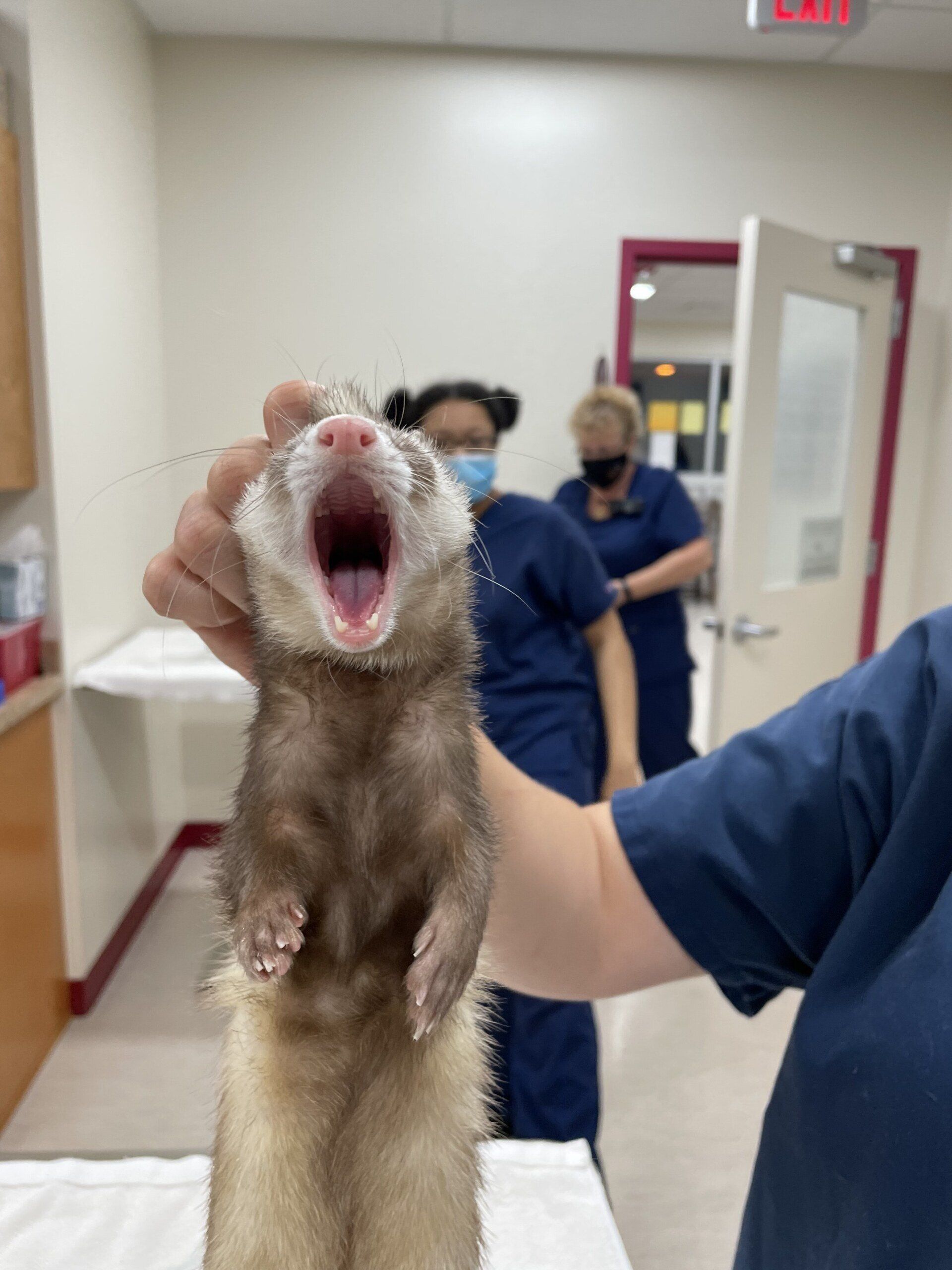 Alpha Veterinary Center Gallery Glen Burnie, MD