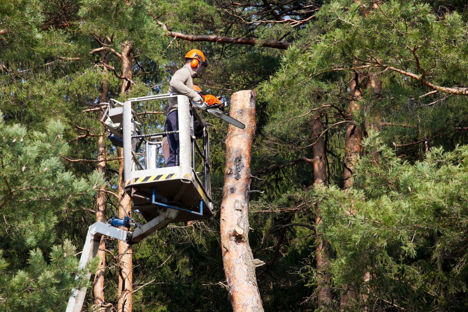 Worker in an aerial lift trimming a pine tree in a wooded area