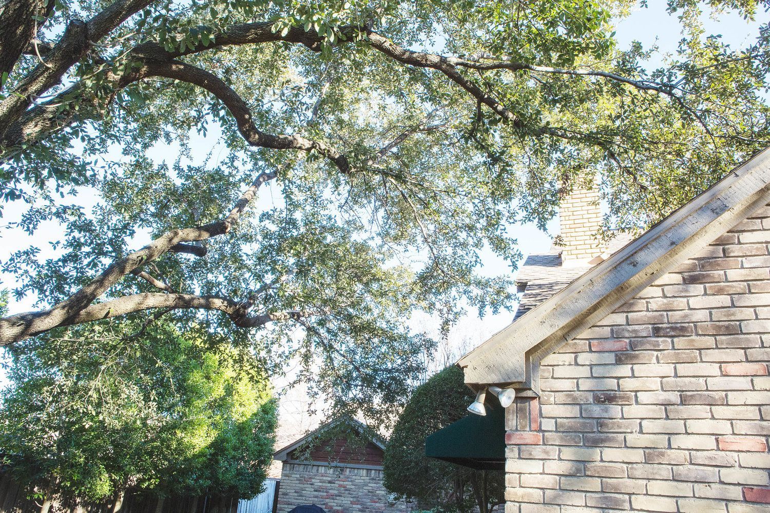 Residential tree service