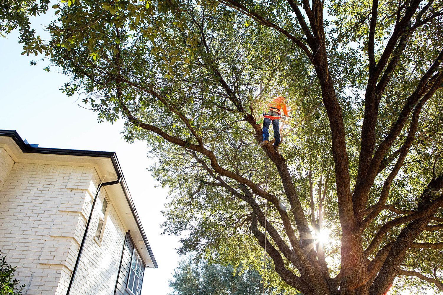 Residential tree service