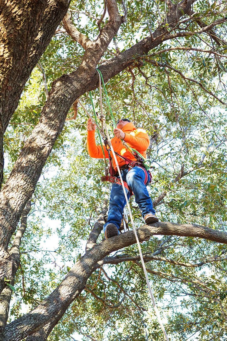 Tree trimming