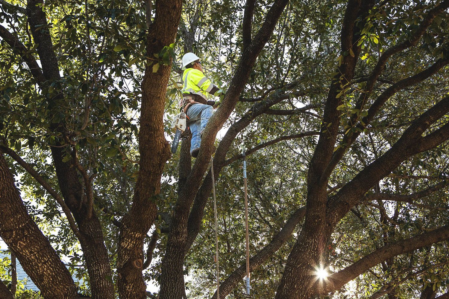 Tree trimming
