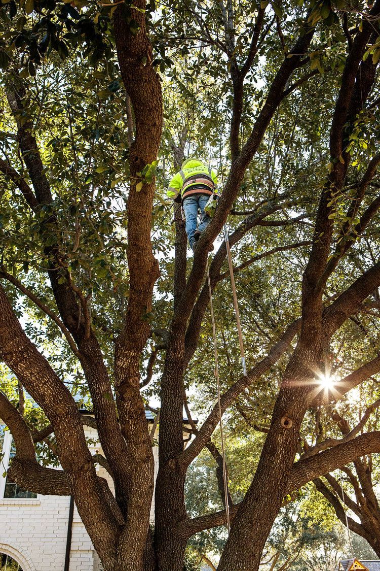 Tree trimming