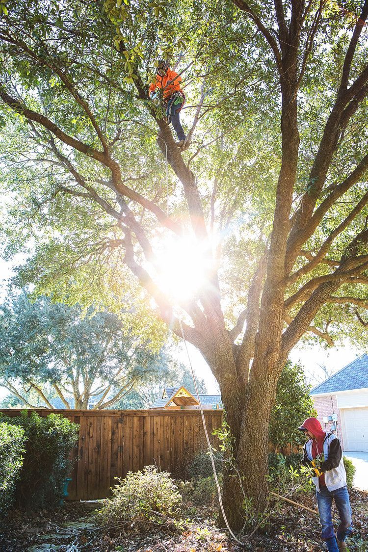 Tree trimming service