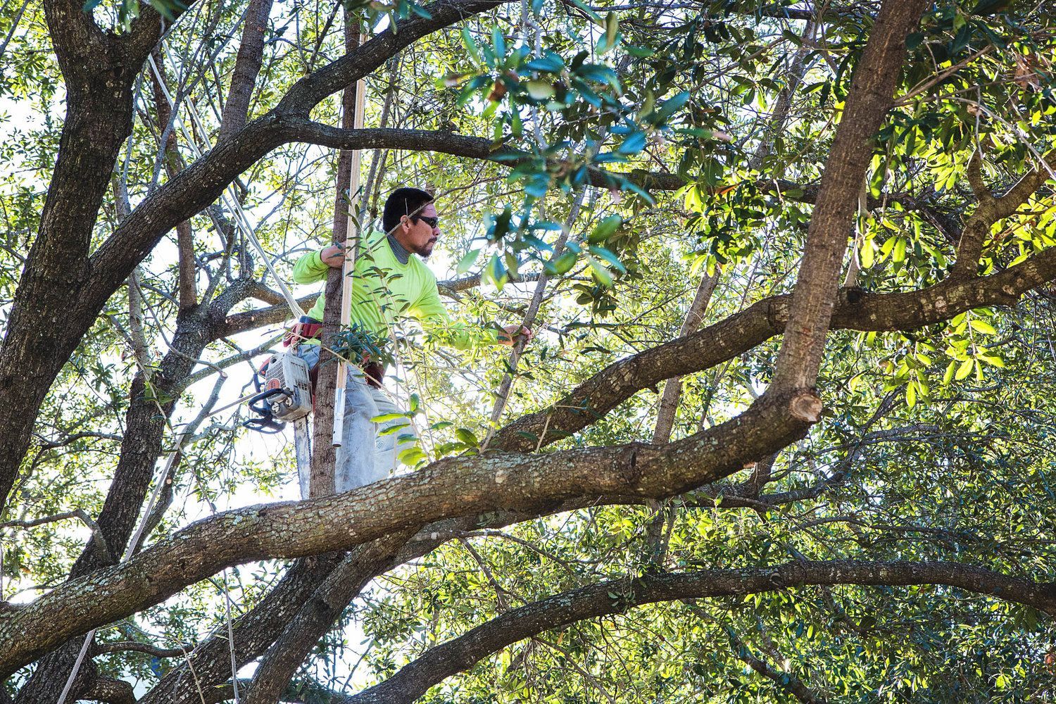 Tree trimming service