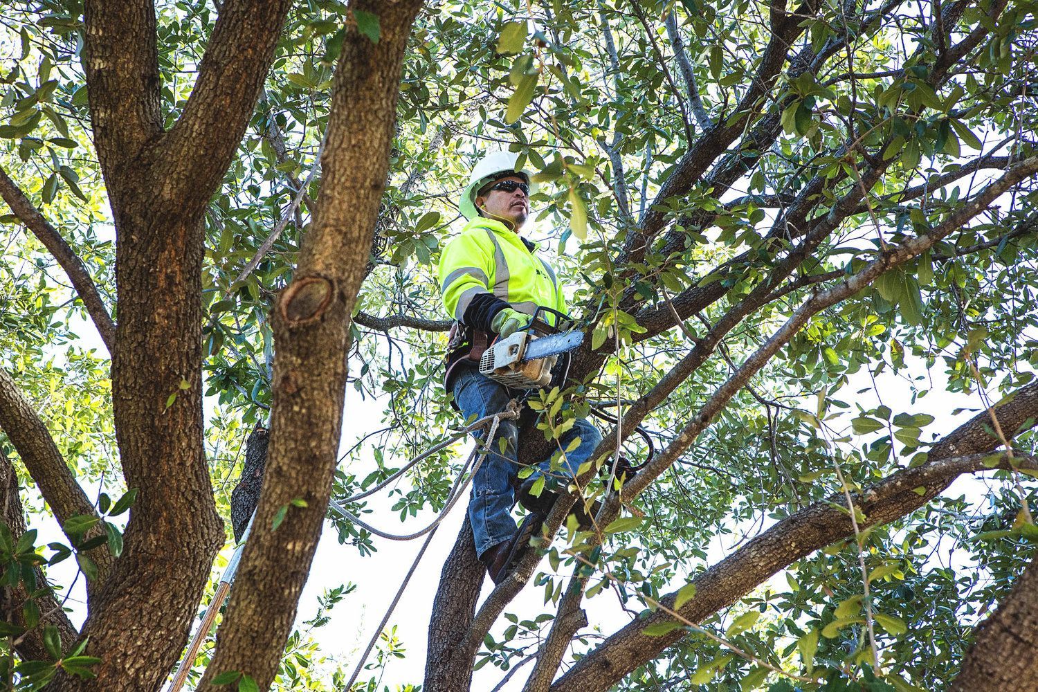 Tree trimming service