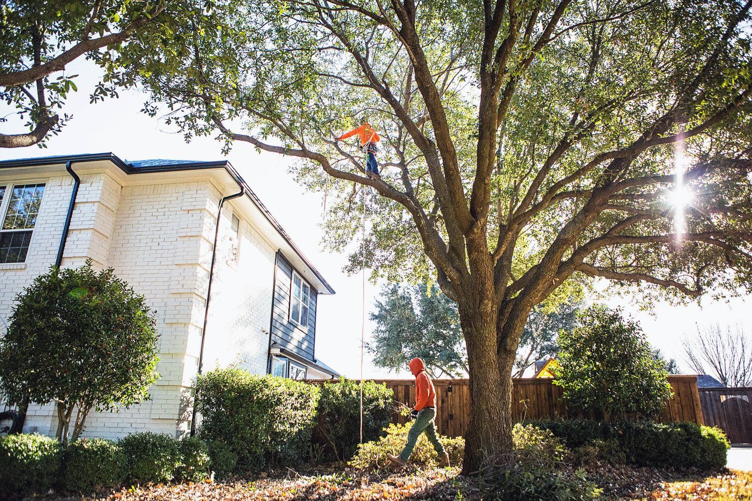 Tree service