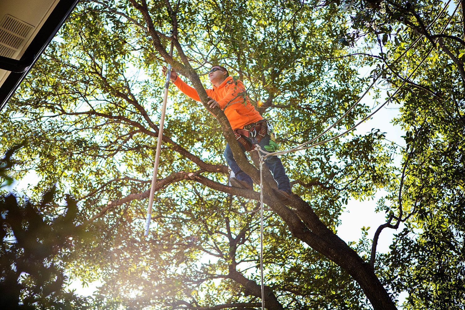 Project Gallery B&M Tree Service