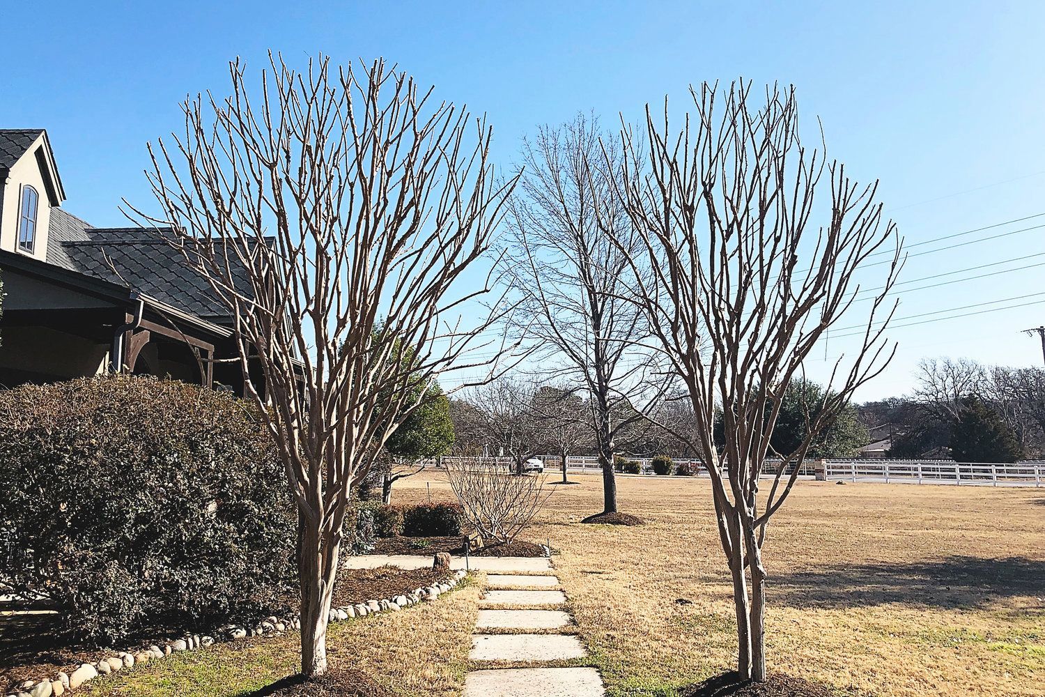 Tree service