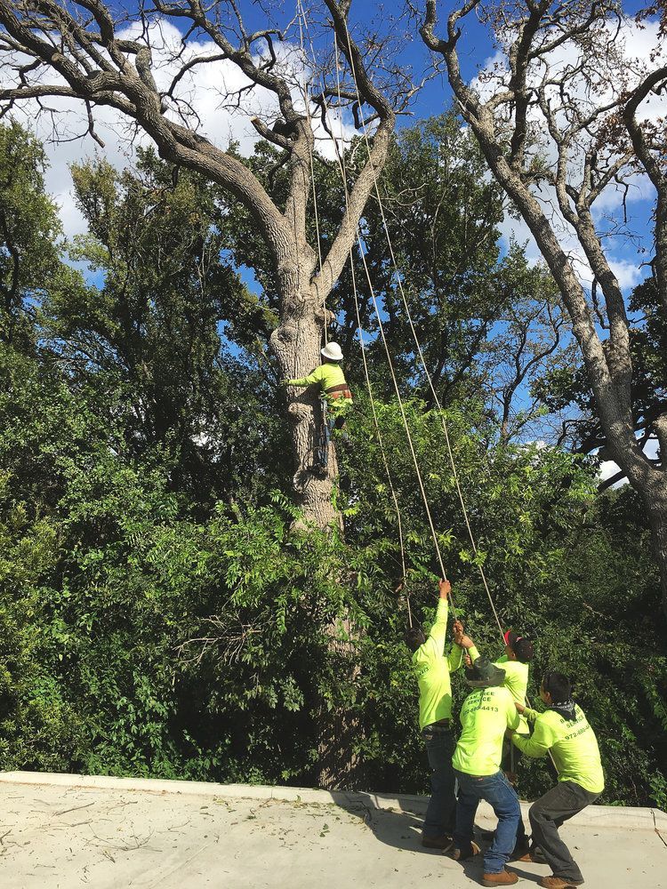 Tree service