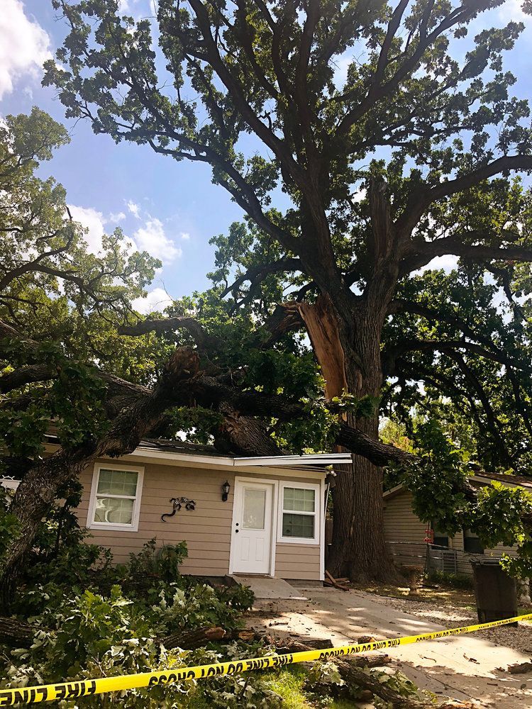 Emergency tree service