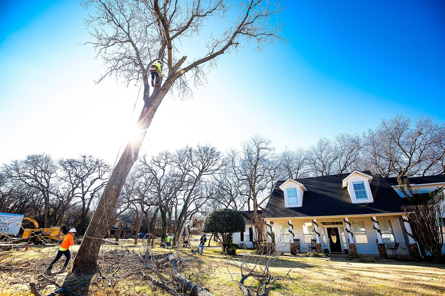 Tree service