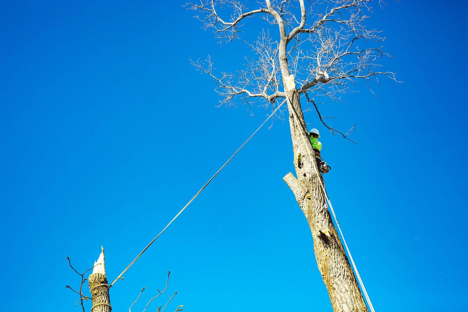 Tree service