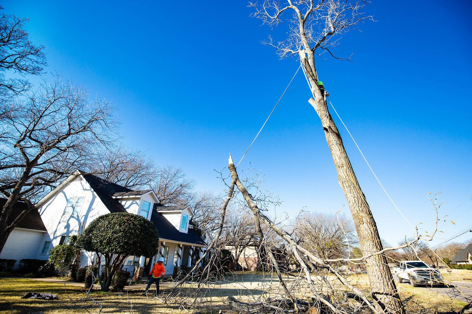 Tree service