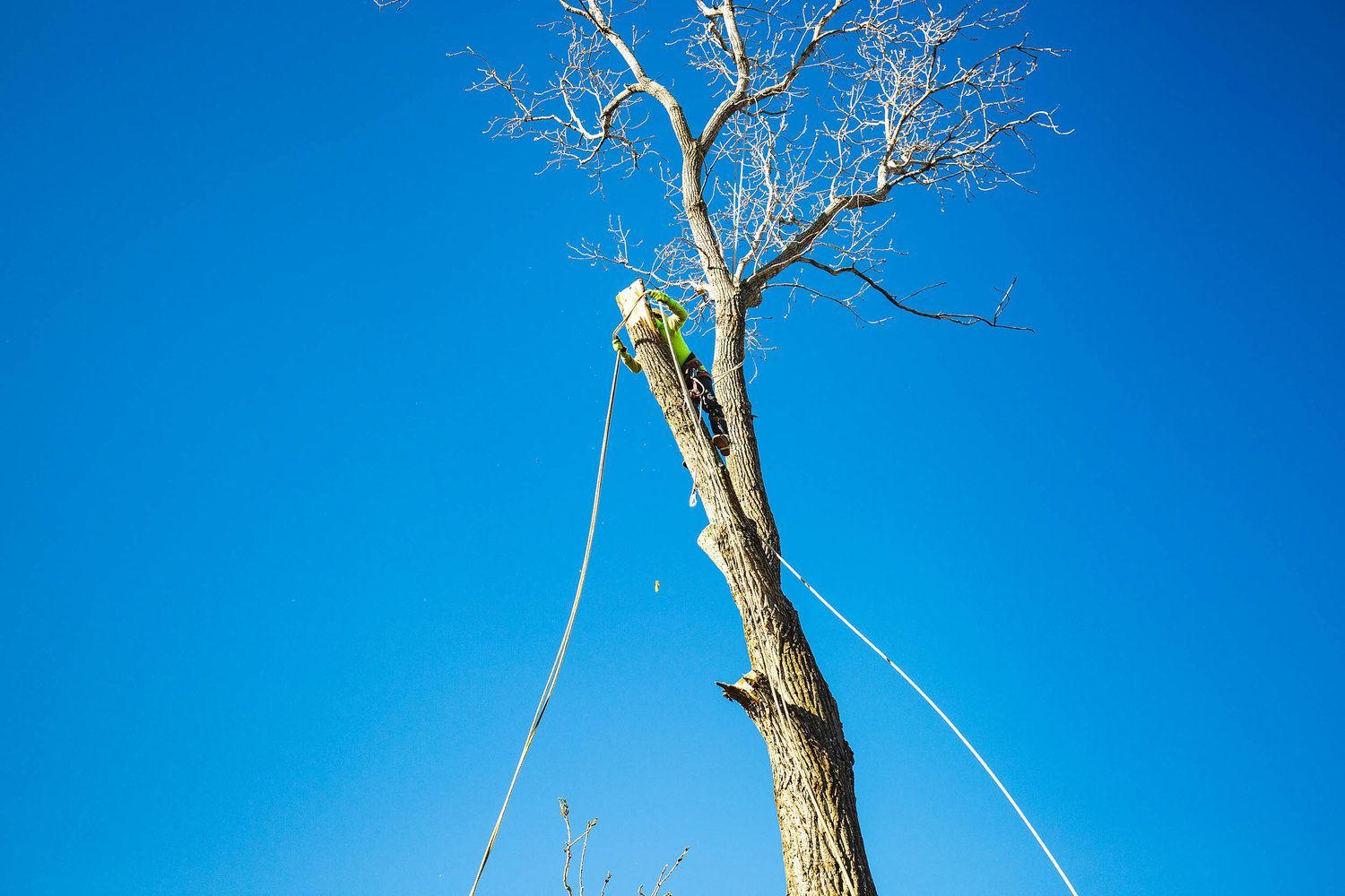Tree service