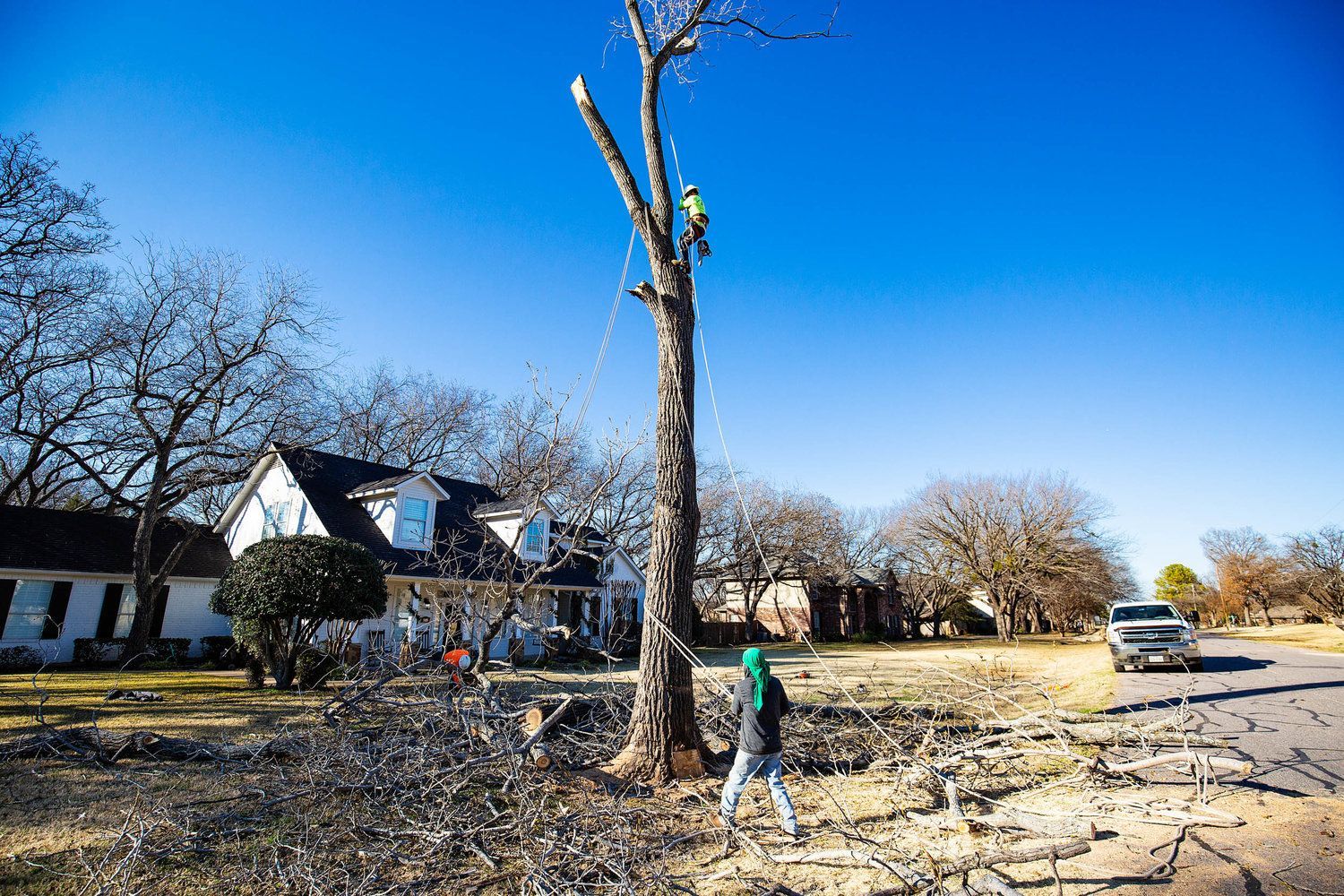 Tree service