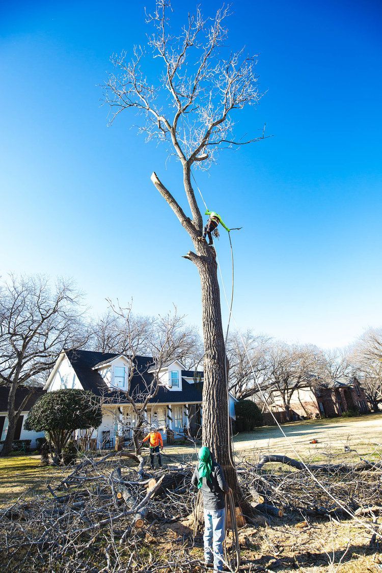 Tree service