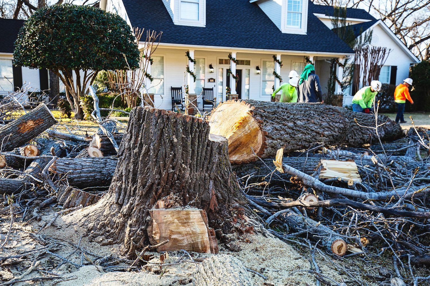 Tree removal