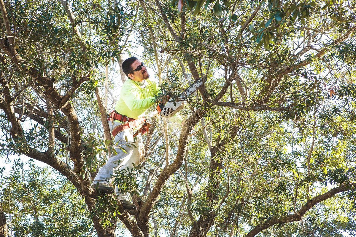 Residential tree trimming