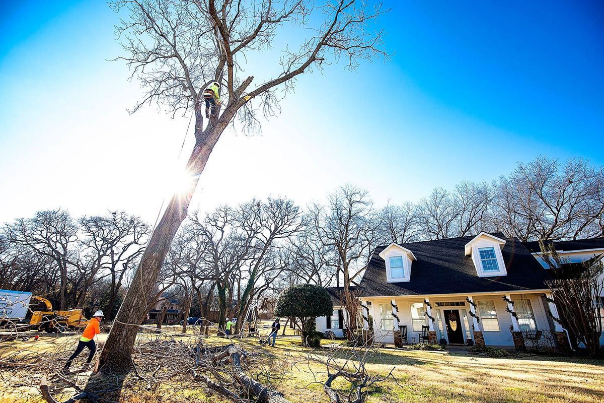 Residential tree services