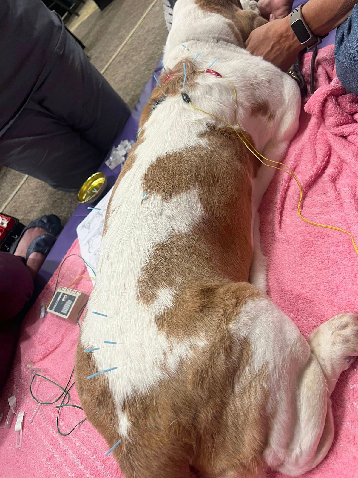 A brown and white dog is laying on a pink blanket getting acupuncture