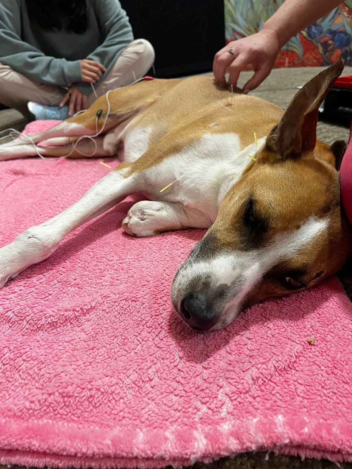 A brown and white dog is laying on a pink blanket having an acupuncture treatment