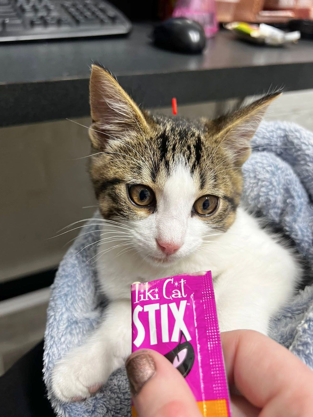 A cat getting an acupuncture treatment