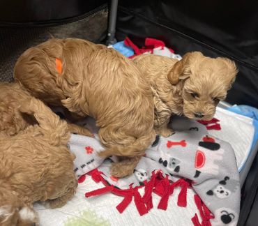 Puppies