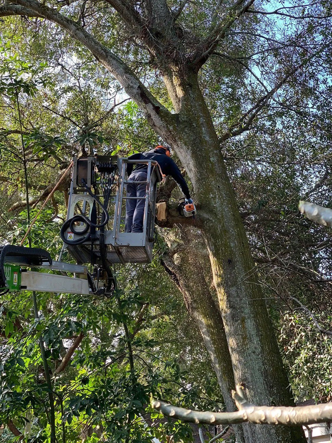 Tree service